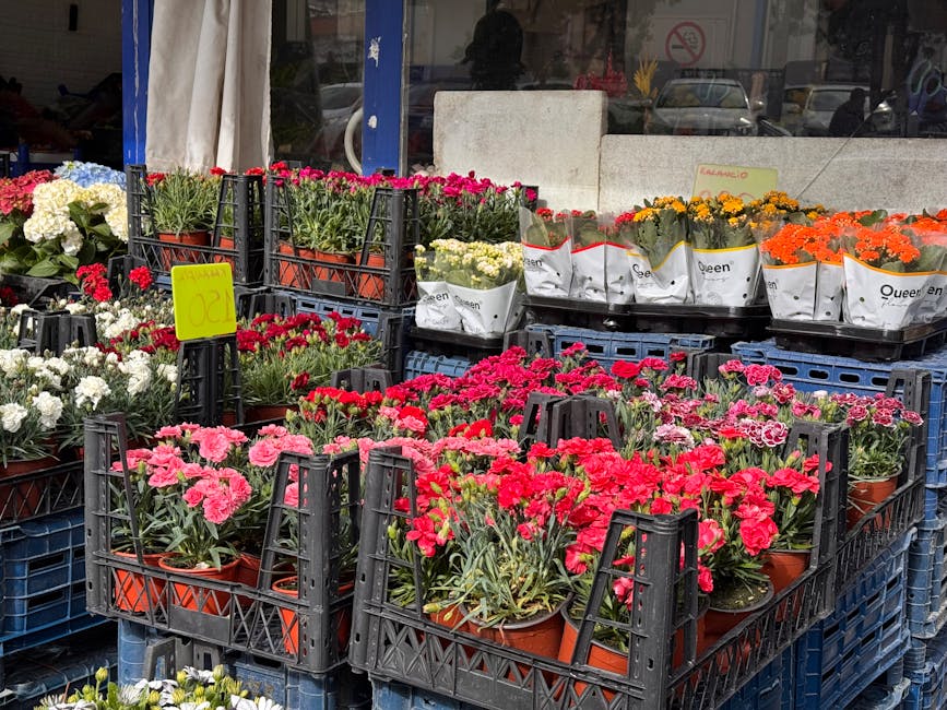 An outdoor display of potted carnations in various shades of pink, red, white, yellow, and orange, arranged in black plastic crates and wrapped in white paper with branding from Queen. The flowers are