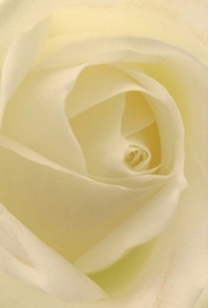 Viewed in close detail in a Stepney florist's studio, this classic white rose draws you into a quiet world of serenity. Every petal-creamy white at the core, blending to a barely-there transparency at the tips-unfurls in perfect succession, the spiralling formation capturing subtle gradations of light and shade. Natural daylight pours across the petals, rendering each fold luminous as if backlit by an early sunrise over Stepney Green. The composition exudes sophistication and emotional depth-a tranquil white bloom set against a soft background, suggesting moments of thoughtful giving or gentle apology. This is the type of rose that brings comfort to remembrance services at Tower Hamlets Cemetery Park, or adds understated romance to small gatherings nearby. The core's near-perfect spiral echoes a sense of purity and inner strength, lifting the mood with its subtle fragrance-crisp, serene, and never overpowering. Skilled local florists in Stepney have arranged this single bloom not just as a beautiful gesture, but as a heartfelt offering for every meaningful moment: a wedding centrepiece, a white rose woven into an anniversary or sympathy bouquet, or an expression of thanks delivered to a loved one's door. Its natural nuances and graceful form testify to the artistry behind Stepney's finest floral creations.